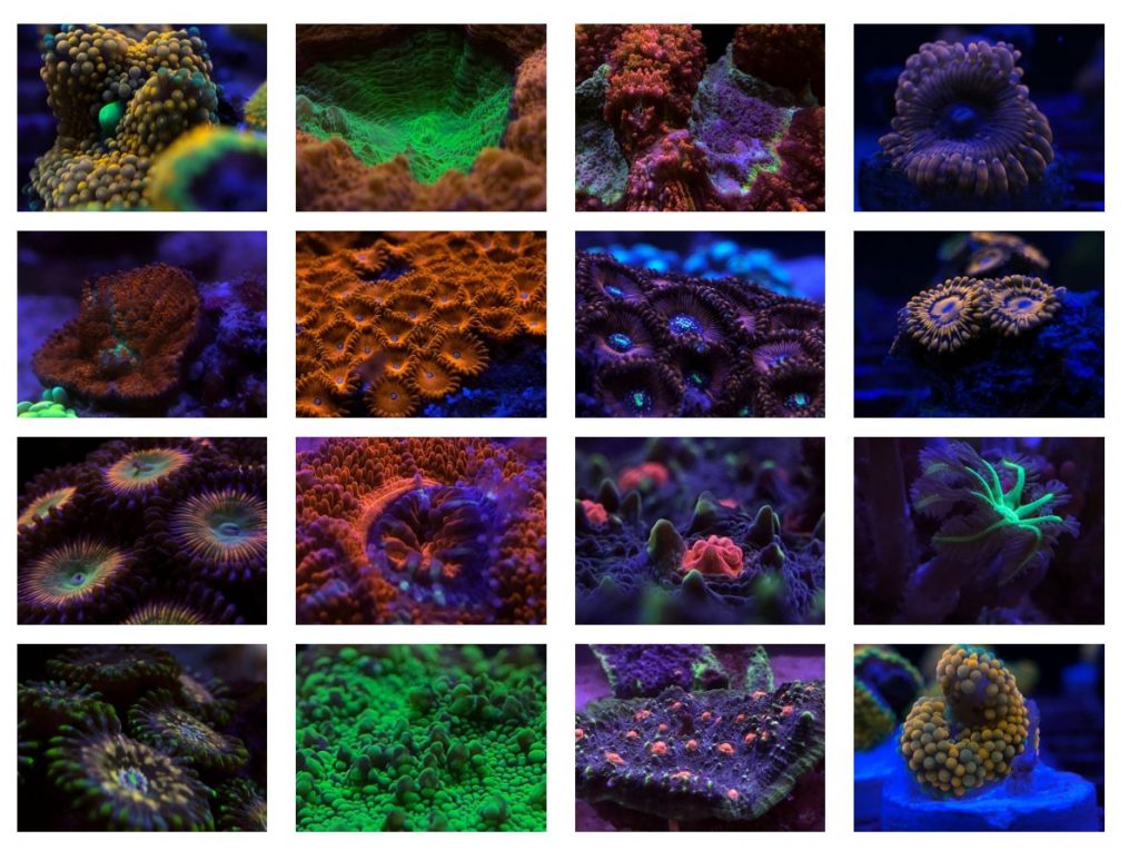 Coral Colour Lens - risultati in acquario