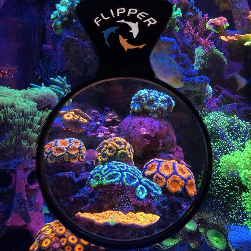 DeepSee Magnified Viewer in azione - lente di ingrandimento per coralli
