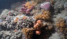 Scoperta la prima barriera corallina Italiana costruita da madrepore non simbiotiche