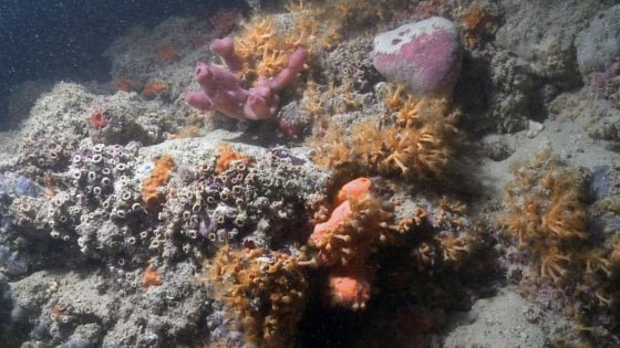 Scoperta la prima barriera corallina mesofotica mediterranea
