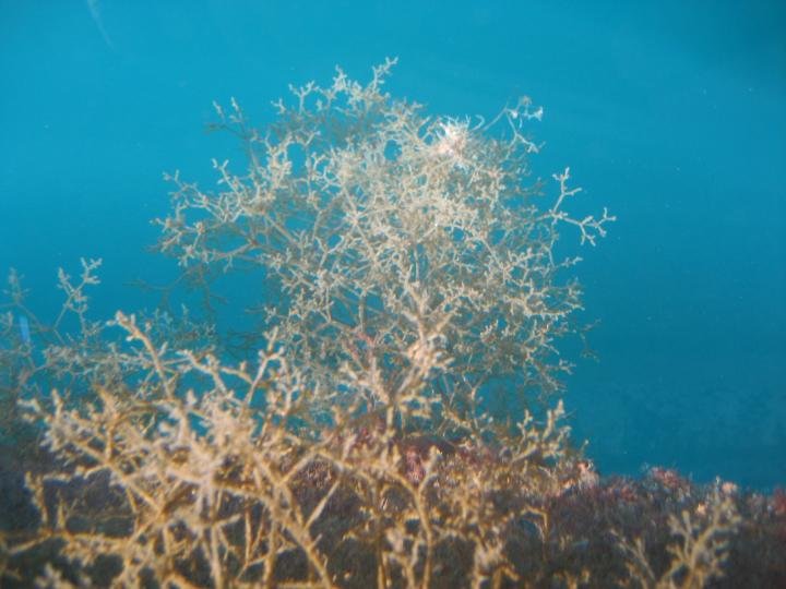 Il briozoo Amathia verticillata nelle Galapagos. Credito: indagini di Dan Minchin / Marine Organism 