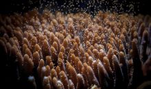 L’89% in meno di nuovi coralli nella grande barriera corallina australiana
