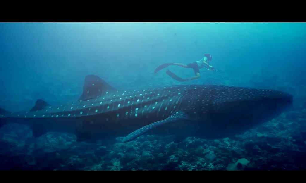 Documentario cortometraggio "The Reef, Maldives" dal programma MWSRP