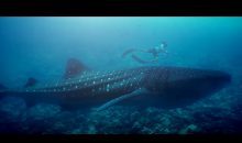 Un documentario sugli squali balena ci racconta il MWSRP alle Maldive