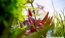 Alternanthera reineckii mini l’unica pianta rossa da primo piano