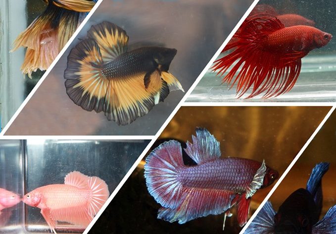 betta fish 2019