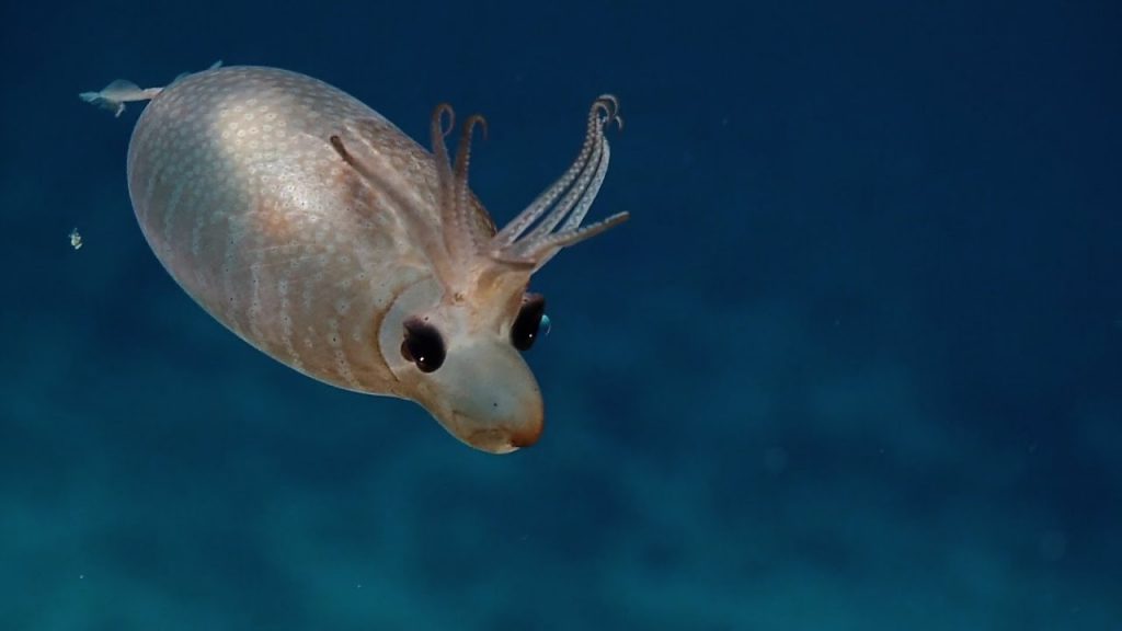 calamaro maialino (Helicocranchia pfefferi)