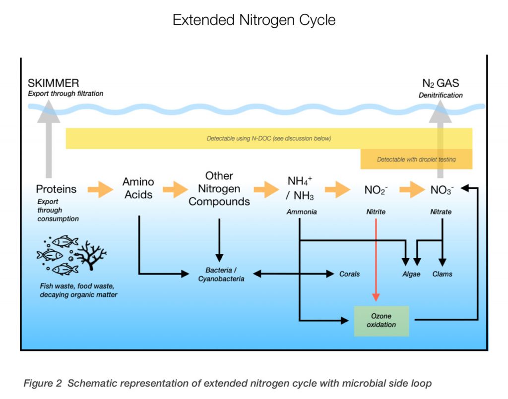 I rapporti Triton C:P:N permettono di gestire al meglio gli acquari marini: qui il ciclo dell'azoto esteso