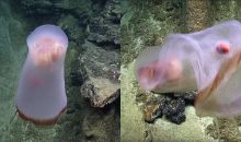 Video: Ripresa una enigmatica medusa del genere deepstaria