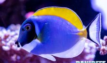 Surgeonfish in marine aquariums: how many and why?