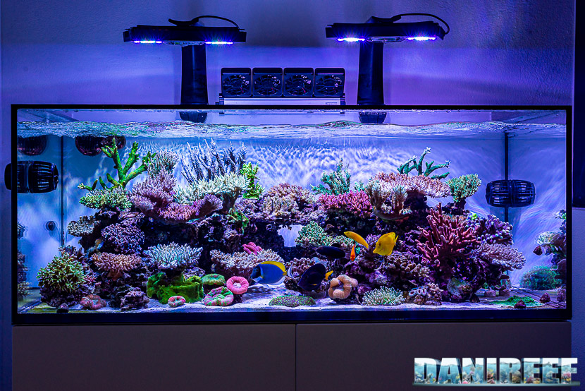 Lo spettacolare acquario marino di Marco Vank sul numero 132 di Koralle