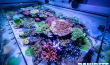 The incredible SPS marine aquarium of Marco Vank – Reportage