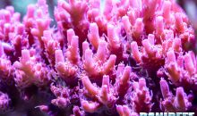 Lo stress da calore destabilizza il ciclo dei nutrienti simbiotici dei coralli