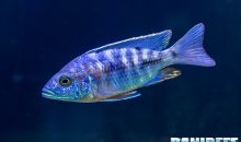 IL Copadichromis azureus mbenji – il pesce per gli amanti dello stile minimal
