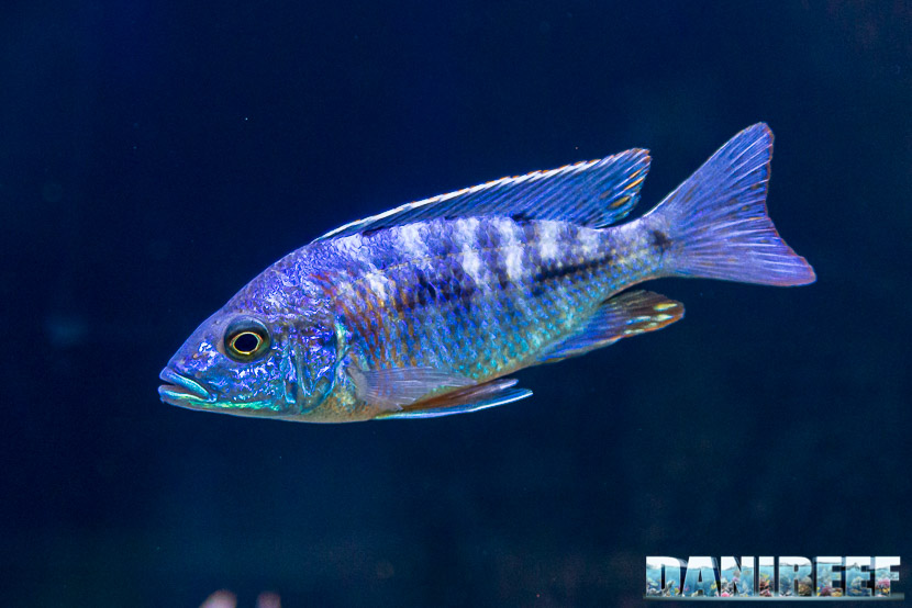 IL Copadichromis azureus mbenji - il pesce per gli amanti dello stile minimal