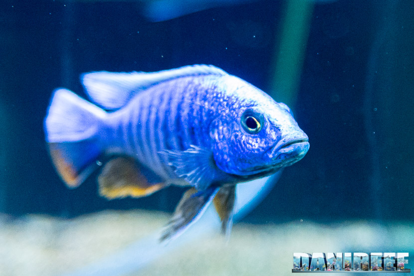 IL Copadichromis azureus mbenji - il pesce per gli amanti dello stile minimal
