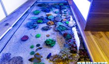 L’incredibile vasca shallow di coralli al PetsFestival 2019