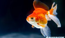 Stranezze dal mondo: tassa di 200 dollari per un pesce rosso
