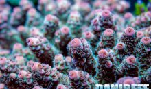 In che modo i coralli regolano la quantità di alghe nei loro tessuti? Una nuova ricerca sugli anemoni spiega meglio i meccanismi molecolari