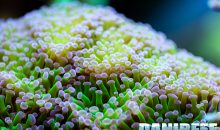 Divieto di importazione di alcuni coralli dall’Australia all’Europa