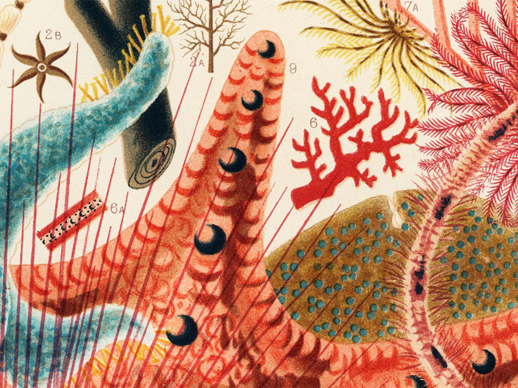 Incredibili illustrazioni della Grande barriera corallina del 1893