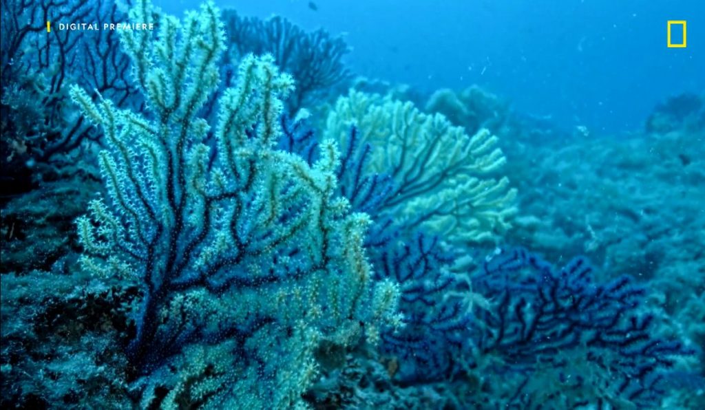 Un documentario racconta la scoperta della foresta di corallo nero alle Isole Tremiti