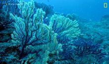 Un documentario racconta la scoperta della foresta di corallo nero alle Isole Tremiti