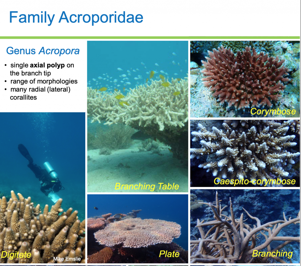 Una guida gratuita per l'identificazione dei coralli duri con lo smartphone