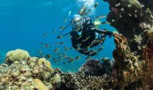 Grandi notizie gli SPS della Grande Barriera Corallina hanno recuperato
