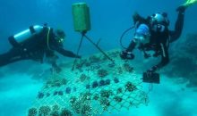 Il salvataggio della Barriera Corallina grazie ai coralli più resilienti si può fare?