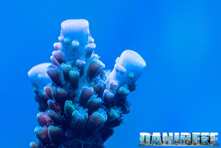 Quanti Kg Di Sabbia Per Acquario