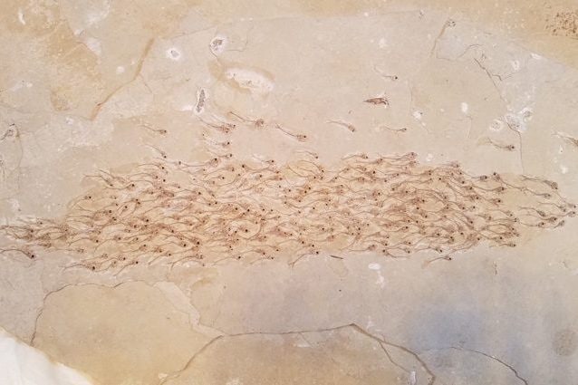 Un banco di pesci di 50 milioni di anni fa