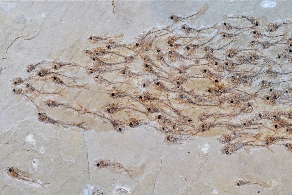 Un banco di pesci di 50 milioni di anni fa