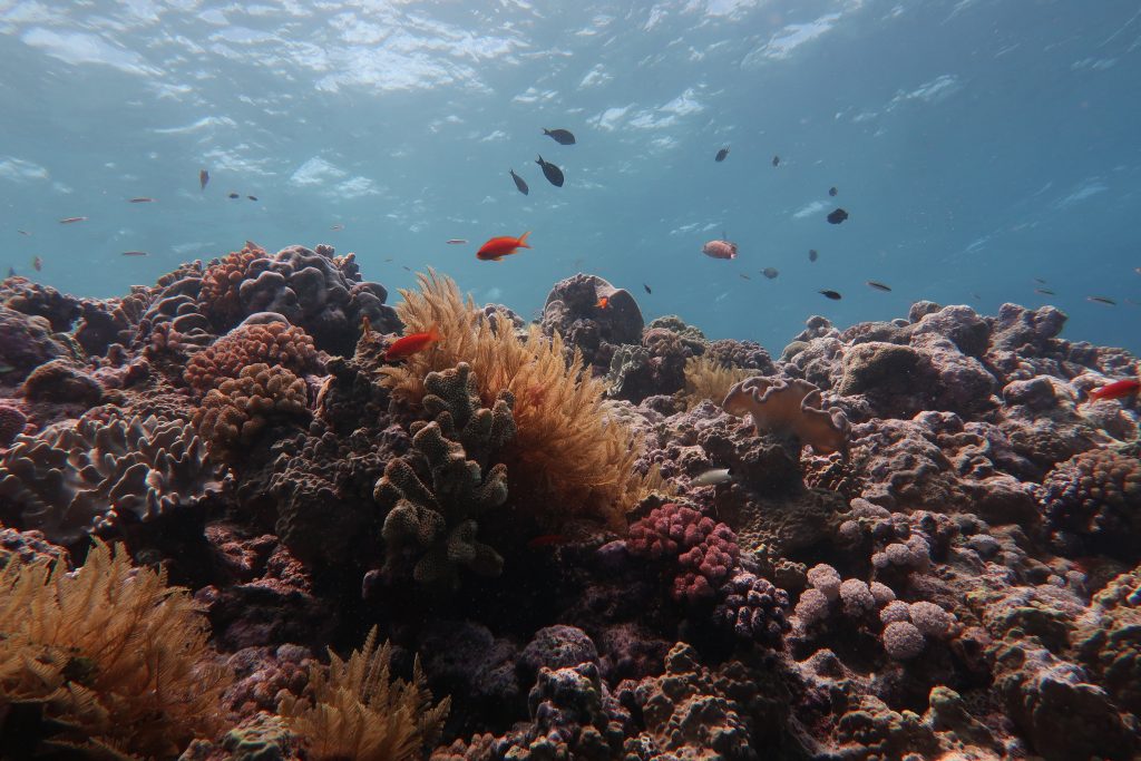 Il numero di coralli nella grande barriera corallina si è dimezzato