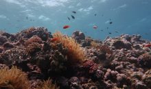 Il numero di coralli nella grande barriera corallina si è dimezzato