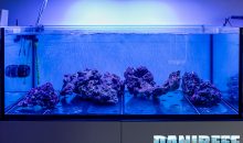 Come funziona la maturazione in un acquario marino con metodo berlinese