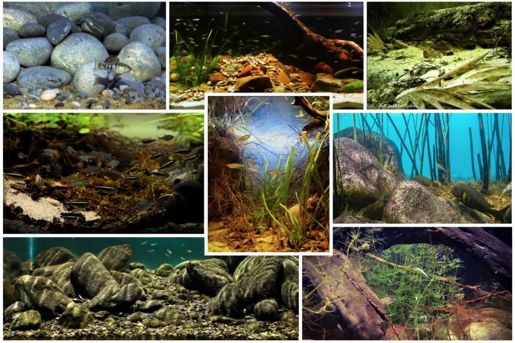 Il Biotope Aquarium Contest 2021 è appena partito: scopriamone i premi