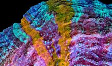 Coral Colors un magnifico video sulle colorazioni dei coralli