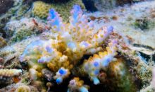 Il documentario la Baia Corallina prodotto da Apple è tutto da vedere