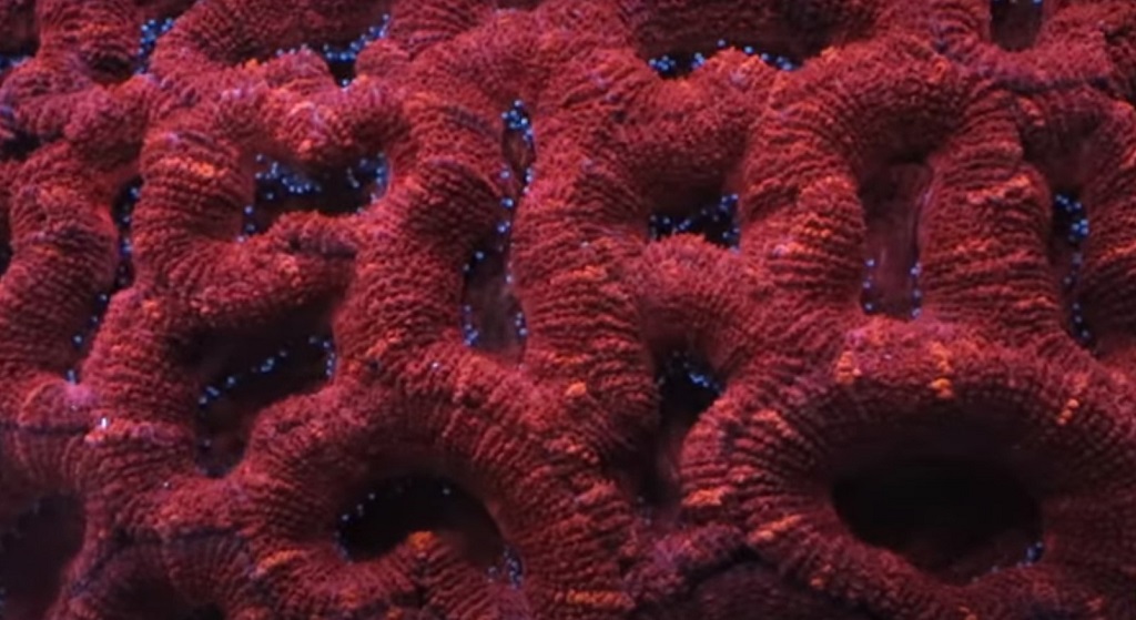 Tullio Dellaquila di ReefBrite ci racconta l'illuminazione in acquario