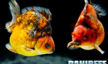 Goldfish Experience Petsfestival 2021 – Reportage video e fotografico