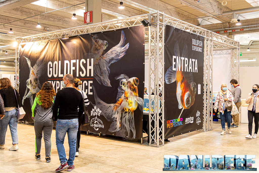 Goldfish Experience Petsfestival 2021 - Reportage video e fotografico
