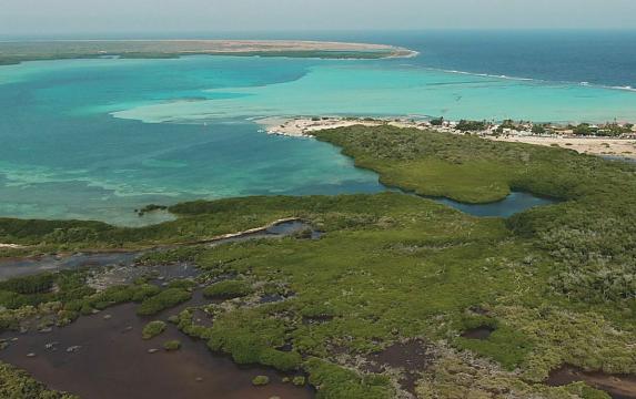 L'ambiziosa sfida per la ricostruzione del reef a Bonaire Island nei Caraibi Olandesi