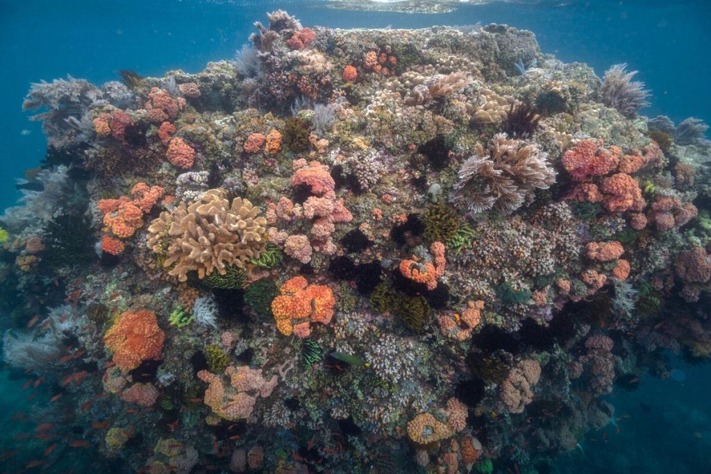 Coralli trovati in una zona dell'oceano con livelli estremamente elevati di anidride carbonica nel Passaggio dell'Isola Verde nelle Filippine. Crediti: Università del Texas ad Austin