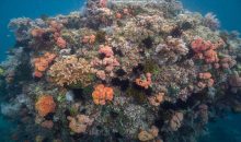 Scoperti “super coralli” che prosperano in livelli elevatissimi di CO2