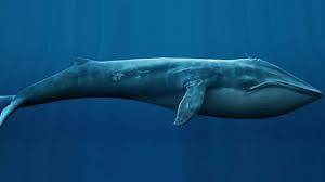 Balena blu;
Le balene: ben più efficaci delle foreste nell'assorbimento di CO2
