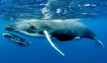 Le balene possono aiutare a risolvere il problema CO2: scopriamo come
