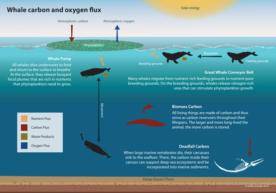 Flusso dell'ossigeno e del carbonio nelle balene