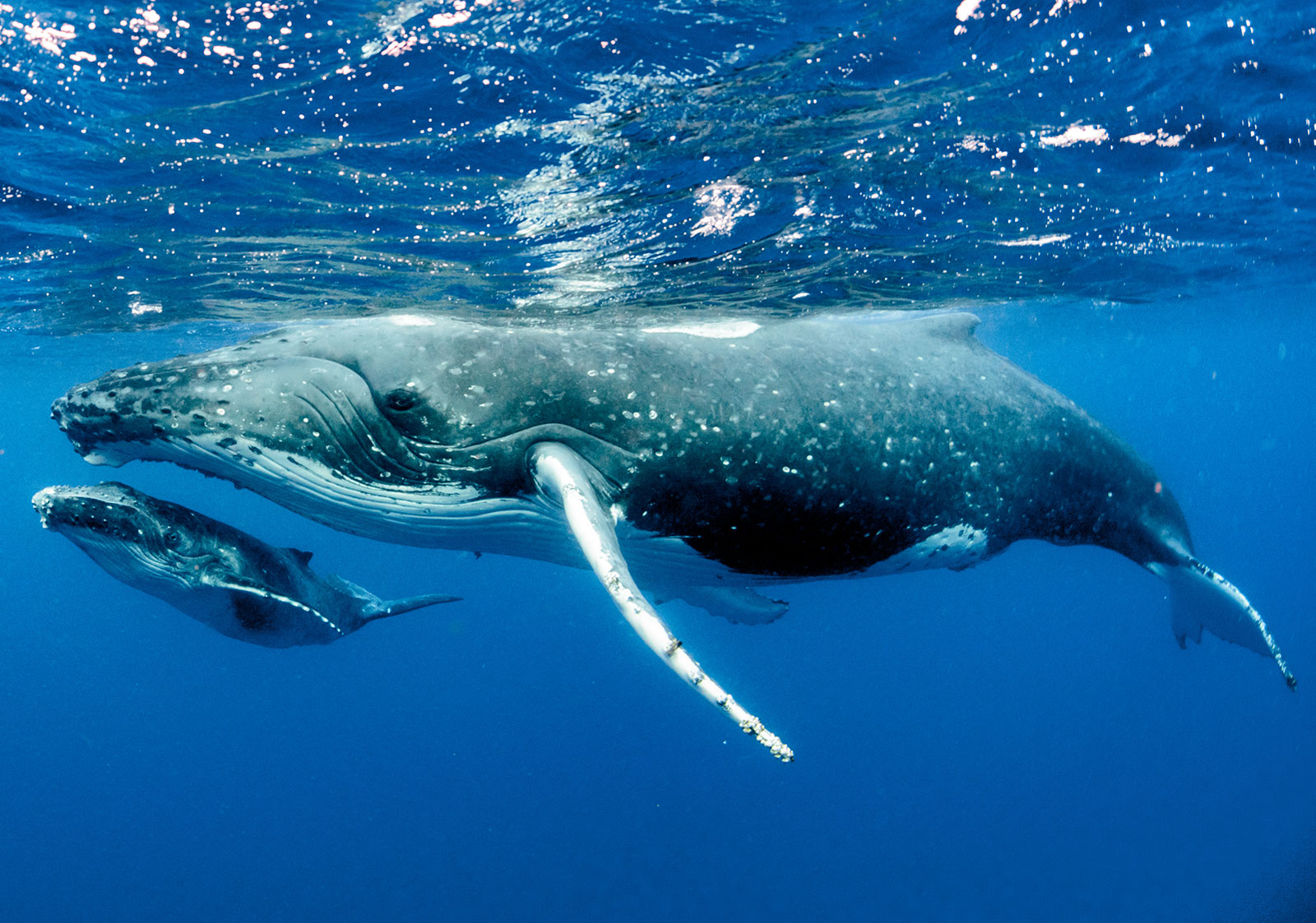 Balena Megaptera novaeangliae