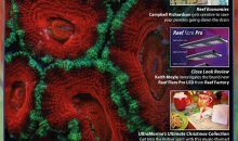 UltraMarine Magazine 91 è dedicato alle Acanthastree, oggi micromusse